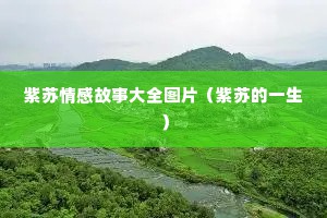 紫苏情感故事大全图片（紫苏的一生）